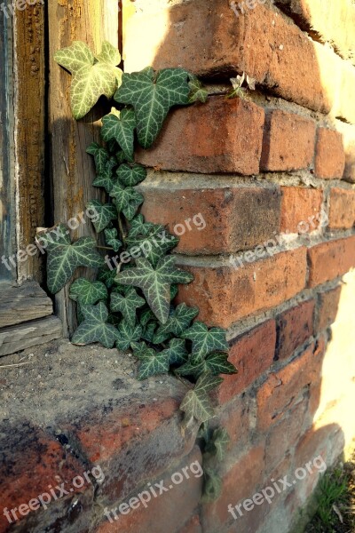 Lake Dusia Ivy Window Brick The Window