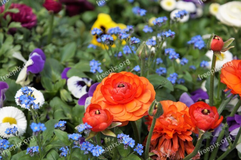 Flower Asian Cock Foot Ranunculus Flower Bed Red