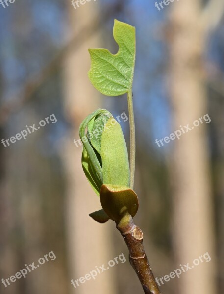 Tulip Tree Poplar Poplar Tree New Leaves Plant