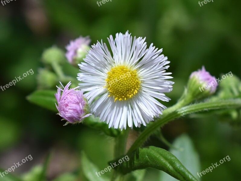 Fleabane Wildflower Medicinal Flower Blossom