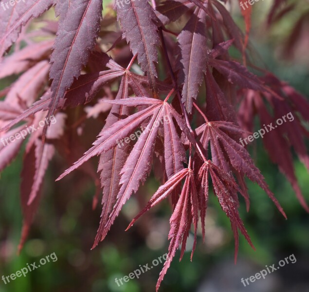 Japanese Maple Leaves New Tree Ornamental Plant