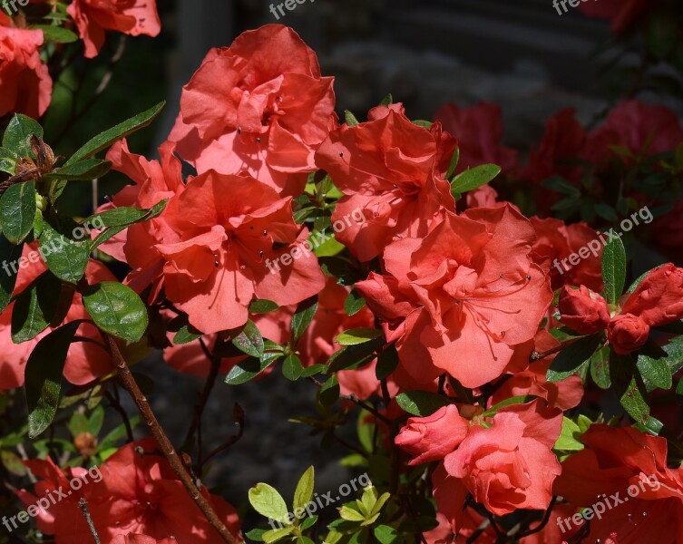 Orange Azalea Azalea Flower Blossom Bloom