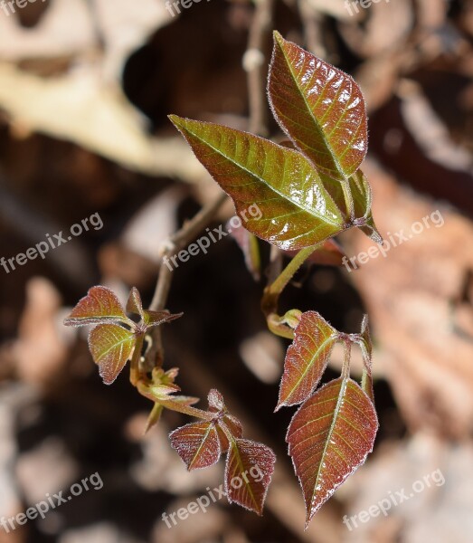 Poison Ivy Plant New Leaves Spring Leaves