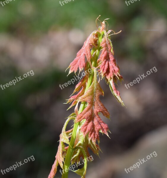 Oak Sapling New Leaves Oak Tree Tree Sapling