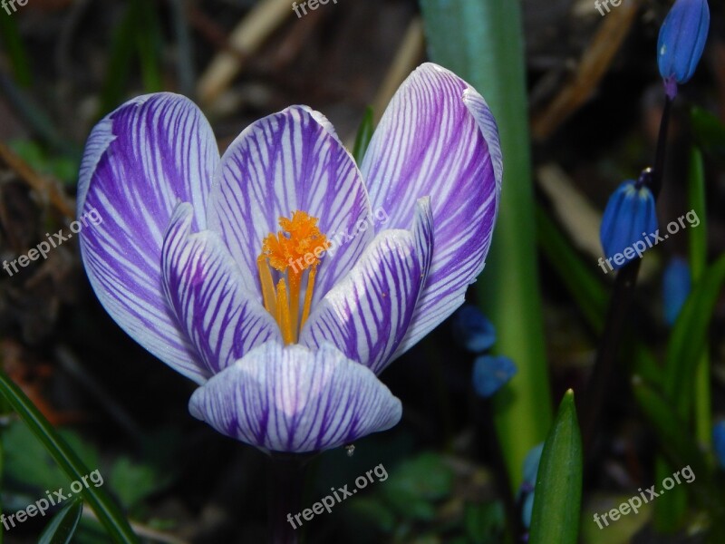 Crocus Spring Flower Early Bloomer Spring Spring Crocus