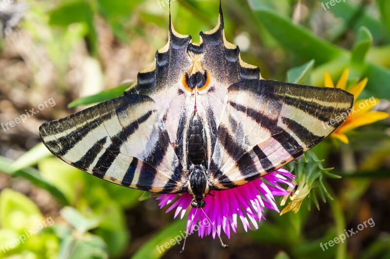 Swallowtail Butterfly Nature Summer Spring