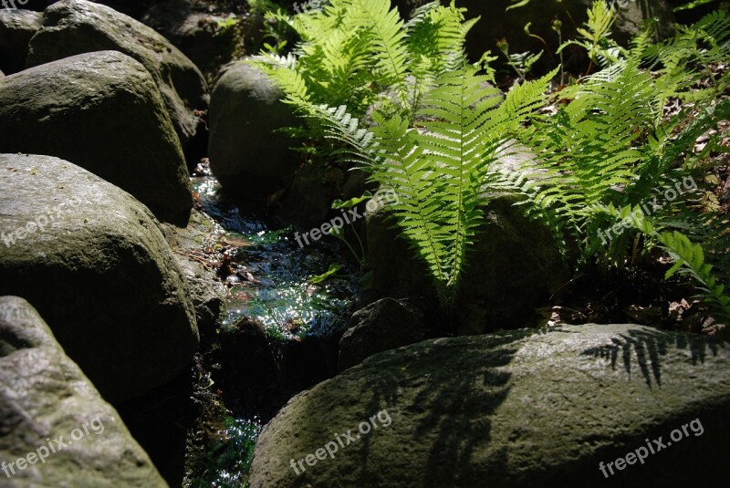 Fern Stream The Stones Nature Rocks