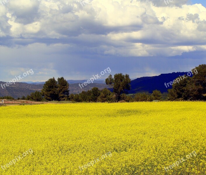 Rape Plantation Agriculture Plants Landscape