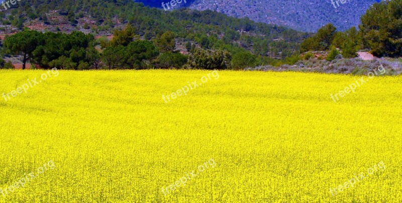 Rape Plantation Field Agriculture Landscape