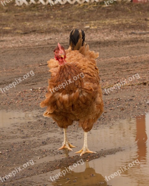 Turken Chicken Fa Poultry Farm