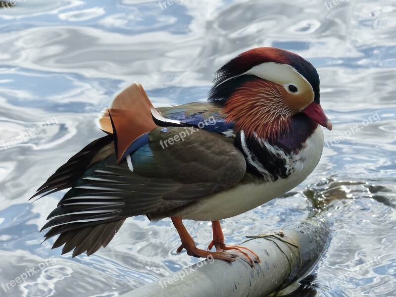 Mandarin Ducks Duck Water Bird Plumage Duck Bird