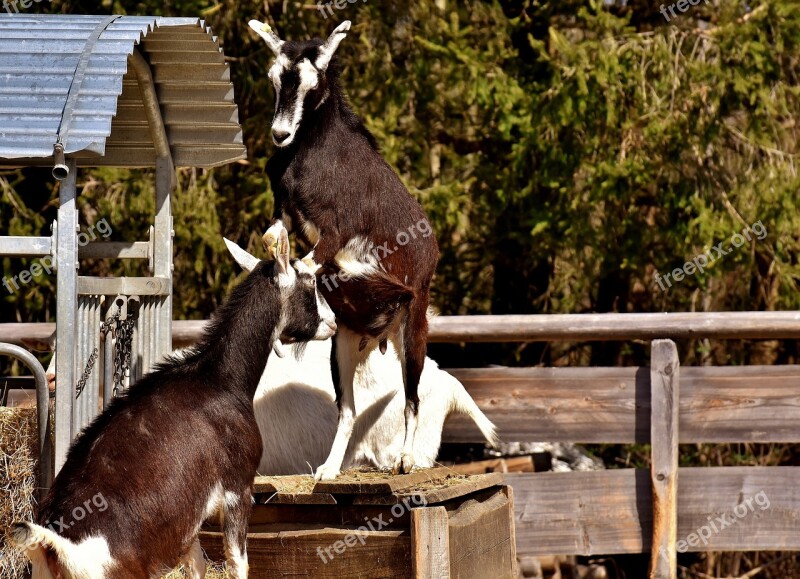 Goats Play Animals Cute Animal World