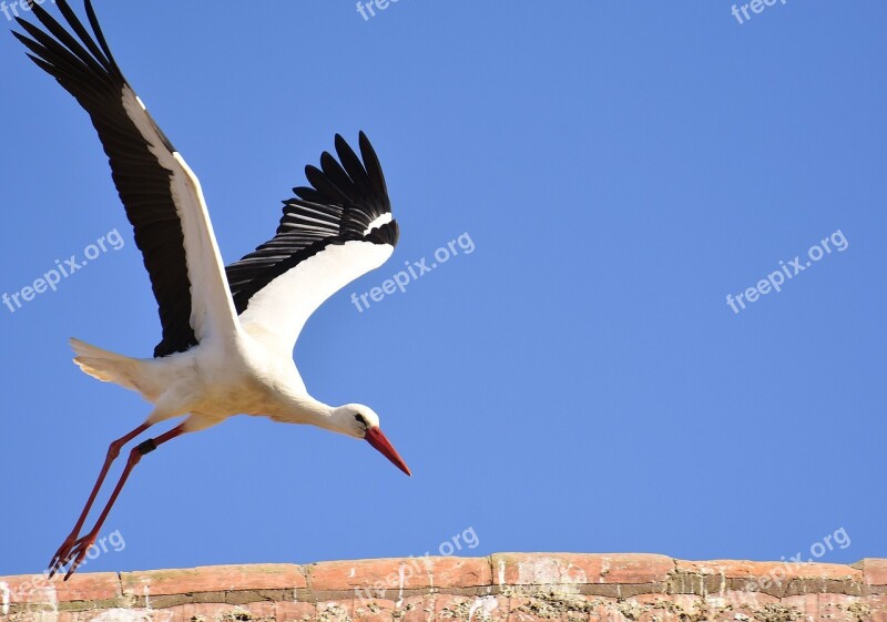 Stork Bird Flying Plumage Nature