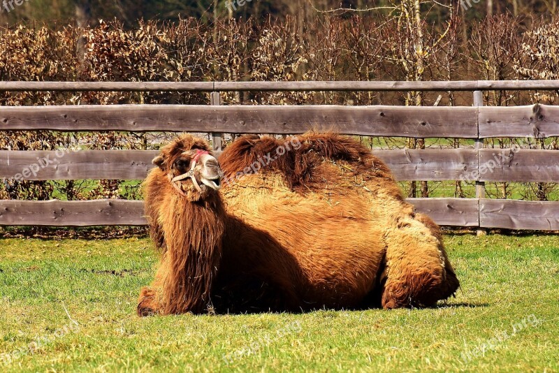 Camel Lying Rest Tired Peaceful