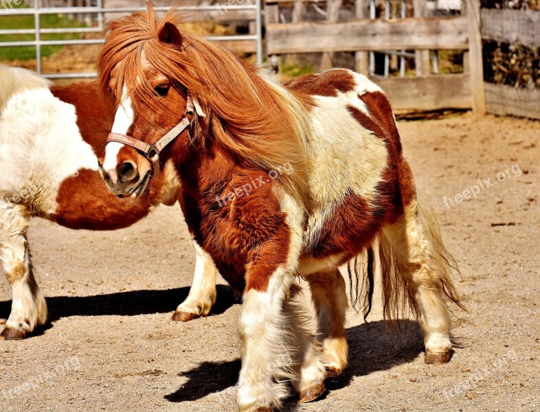 Pony Run Cute Small Horse Animal