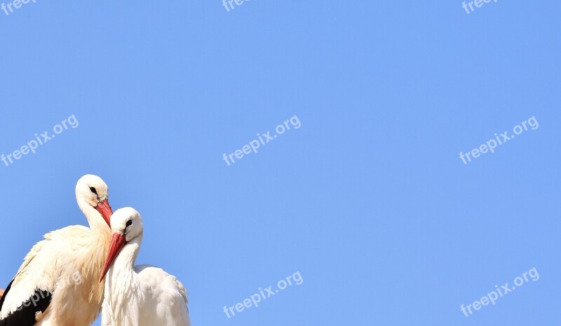 Storks Pair Birds Stork Flying