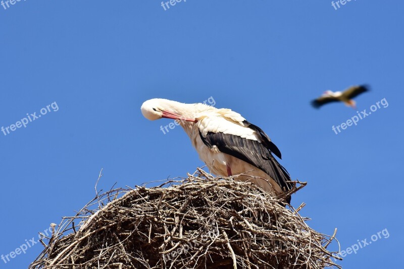 Storks Pair Nest Building Build Birds