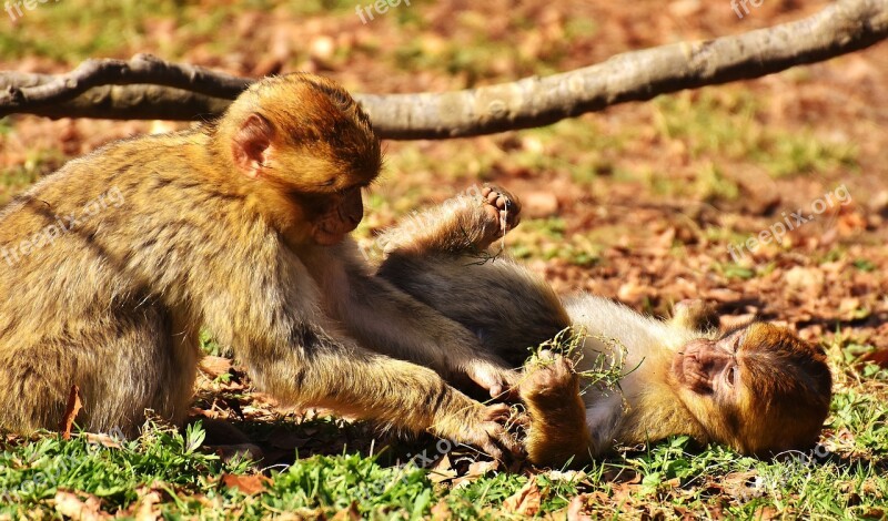 Berber Monkeys Play Cute Endangered Species Monkey Mountain Salem