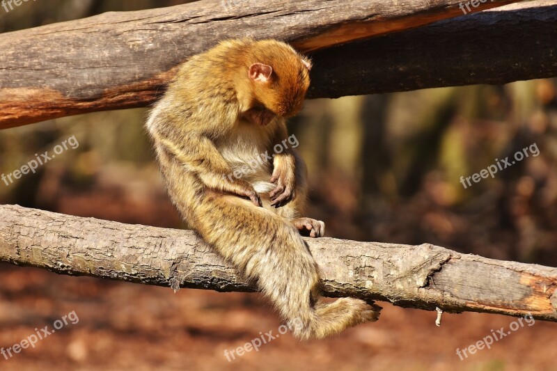 Barbary Ape Endangered Species Cute Monkey Mountain Salem Animal