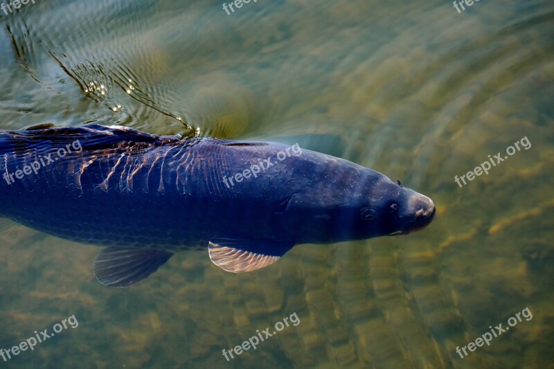 Carp Pond Water Fish Nature