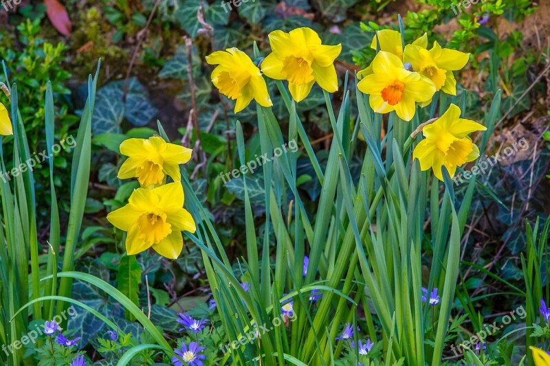 Daffodil Narcissus Easter Narcissus Pseudonarcissus Yellow