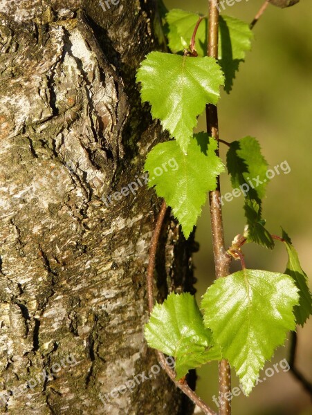 Birch Bark Tree Nature Log