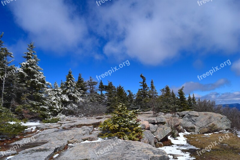 Pine Trees Sky Nature Green Snow