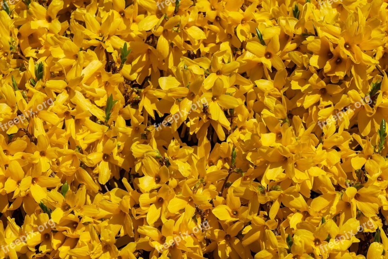 Nature Flowers Spring Forsythia Yellow