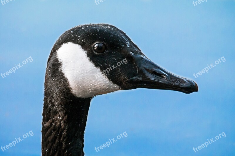 Canada Goose Head Eye Bill Water Bird