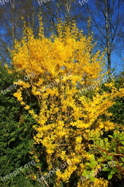 Forsythia Flowers Yellow Yellow Flowers Close Up