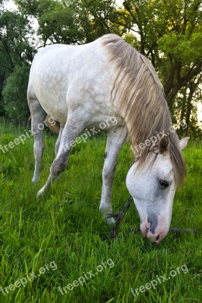 Horse Summer Nature Field Animal