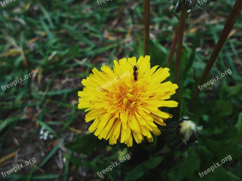 Flowers Nature Summer Landscapes Plant