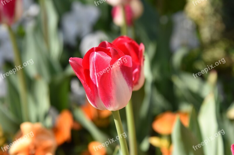 Tulips Spring Red Plant Vivid Color