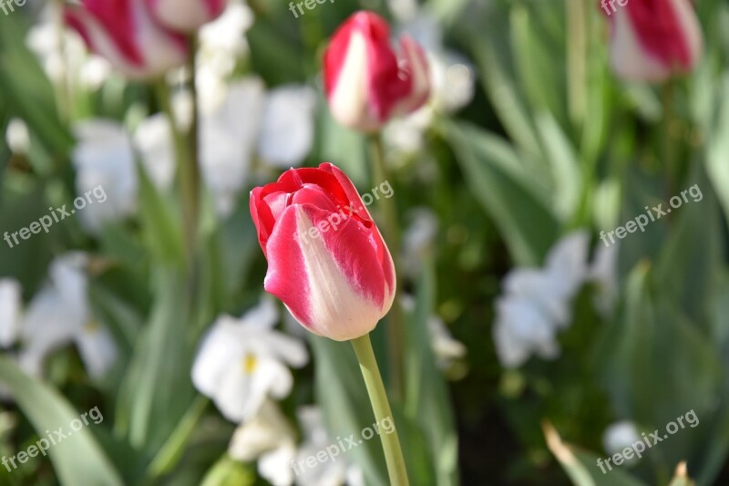 Tulips Flower Flowers Red Beautiful