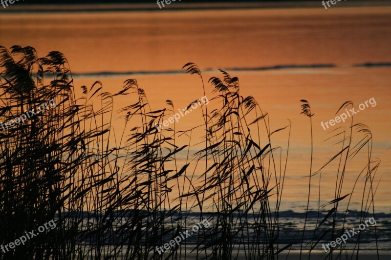 Reed Kvällsbild Winter Ice Frozen