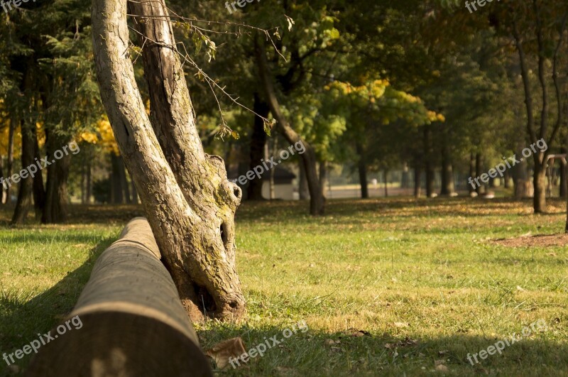 Tree Fallen Forest Landscape Nature