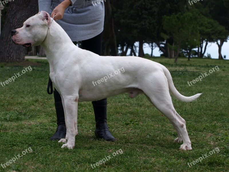 Dogo Argentino Dogo Dog Animal Free Photos