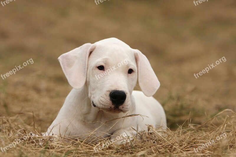 Dogo Argentino Dogo Dog Animal Free Photos