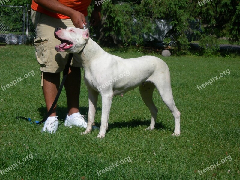 Dogo Argentino Dogo Dog Animal Free Photos