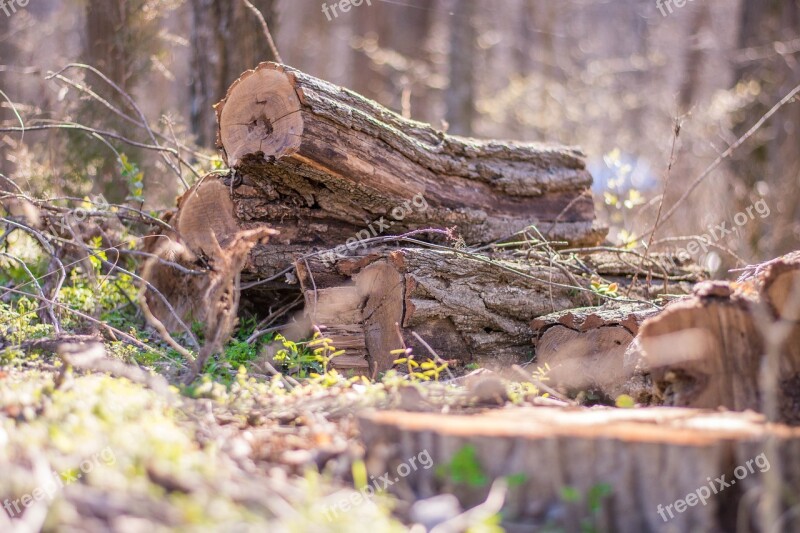 Woods Logs Forest Nature Outdoor