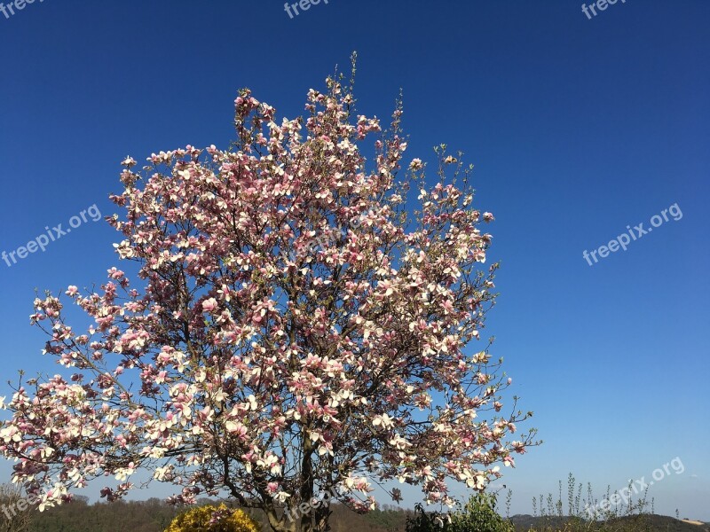 Magnolia Tree Spring Pink Nature