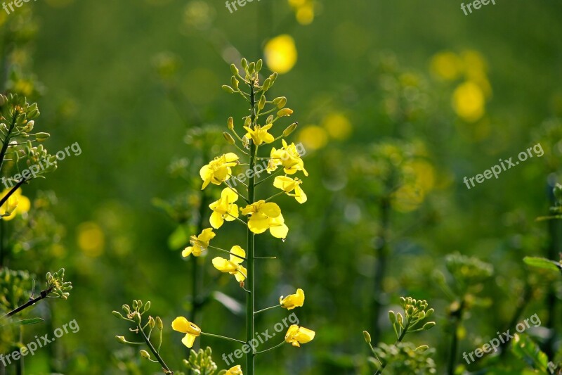 Oilseed Rape Rape Blossom Field Of Rapeseeds First Flowers Agriculture