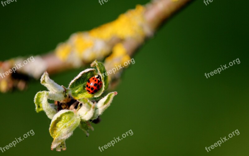 Ladybug Leaf Buds Branch Insect Spotted