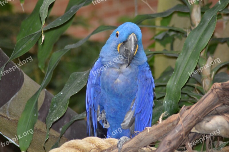 Parrot Blue National Aviary Pittsburgh Pa