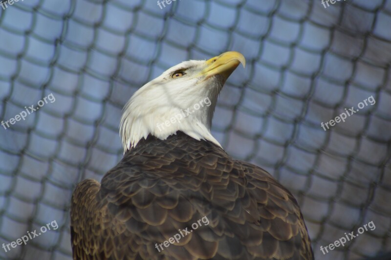 Bald Eagle Bird Eagle Bald Nature