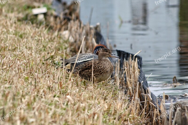 Animal Duck Teal Waterfowl Wild Birds