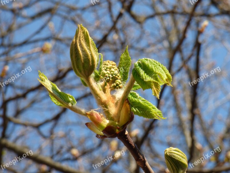 Chestnut Spring Nature Flower Sprig