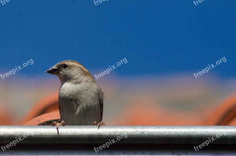 Sparrow Bird Roof Ornithology Sitting