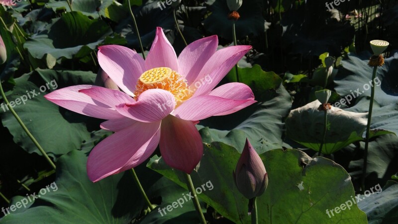 Lotus Summer Good Weather Free Photos