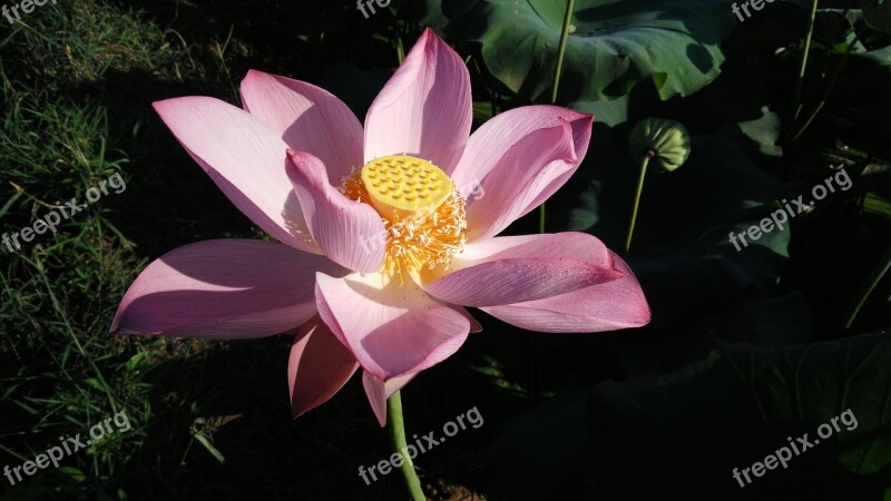 Lotus Summer Good Weather Free Photos